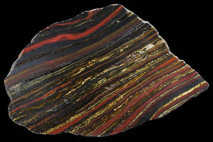 Polished Tiger Iron Stromatolite - ( Billion Years) #69773
